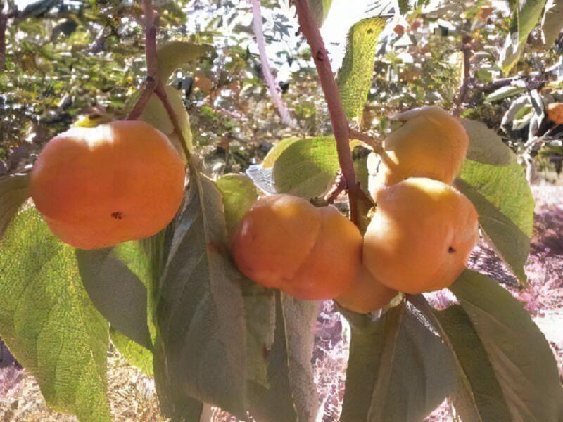 【ふるさと納税】農園直送 富有柿 約 4kg 田主丸地域 旬 柿 田主丸町観光柿部会 農園 直送 国産 九州産 田主丸町産 秋の味覚 フルーツ 果物 旬のフルーツ デザート 食品 食べ物 常温 お取り寄せ お取り寄せフルーツ 福岡県産 久留米市 送料無料 サムネイル3