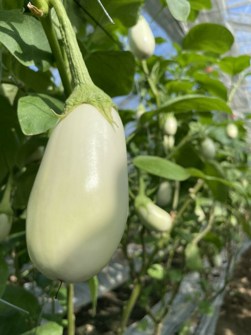 【ふるさと納税】宝石野菜 白なす 桐箱 2個入 大きい 果肉 軟らかく アクが少ない 癖がない 味が絶品 女性の顔が隠れるくらい 揚げナス 煮浸し めんつゆ トロトロ 珍しい野菜 珍しい茄子 エイチアイ株式会社 お取り寄せ ギフト 久留米市 送料無料 - 画像3