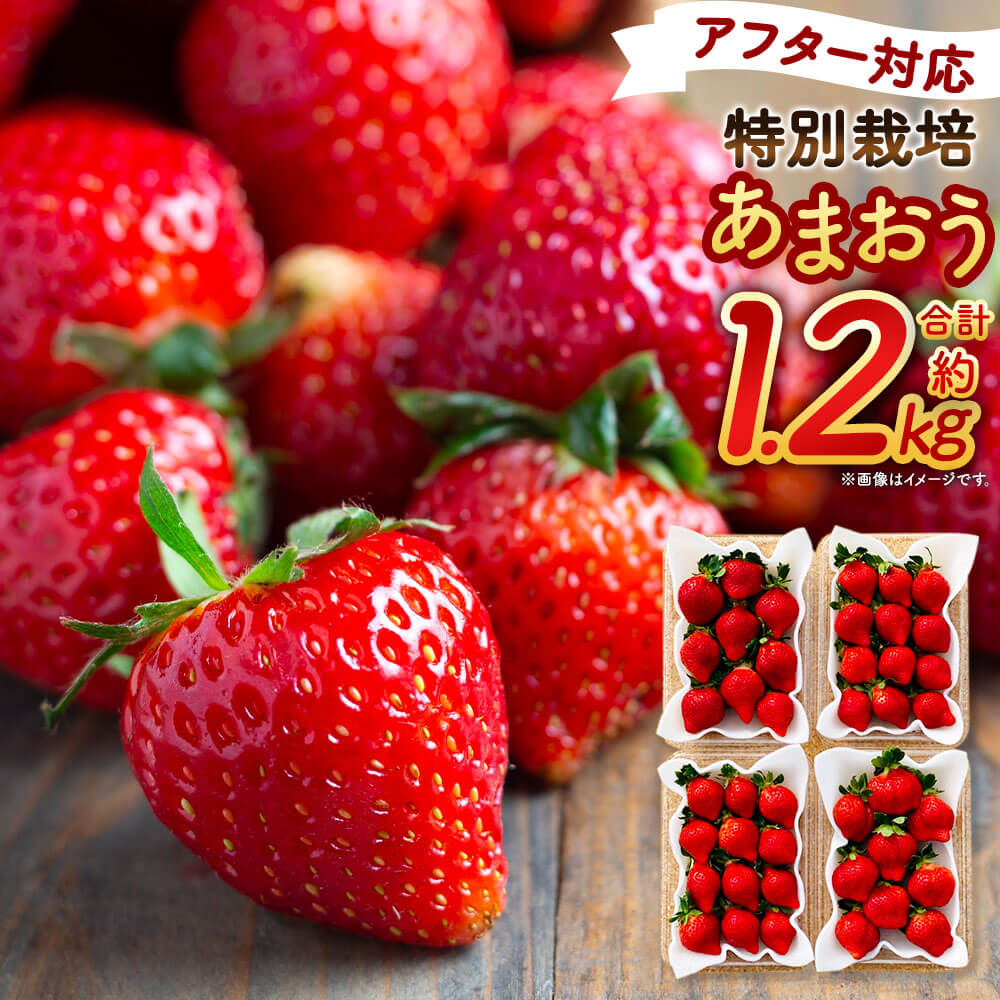 ＜予約＞【アフター対応】特別栽培 あまおう 合計約1.2kg 約300g×4パック 【2026年1月上旬～3月下旬発送予定】 福岡県産 いちご 果物 フルーツ 苺 イチゴ 九州産 国産 選べる発送月 冷蔵 送料無料