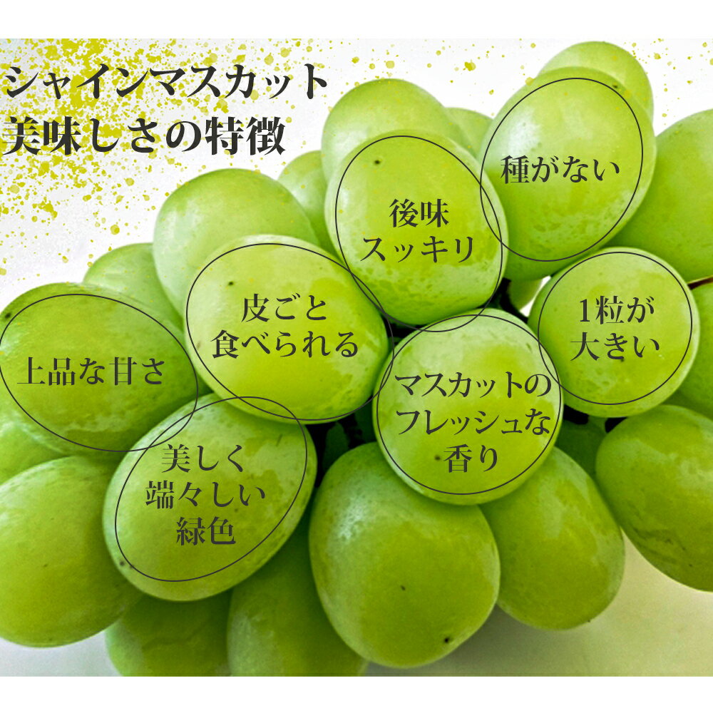【ふるさと納税】シャインマスカット4-6房(約2kg)＜2026年8月中旬から発送開始分先行予約＞【B6-028】 サムネイル3