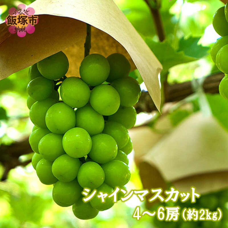 シャインマスカット4-6房(約2kg)＜2026年8月中旬から発送開始分先行予約＞【B6-028】