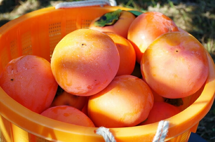 【ふるさと納税】青果市場厳選 「冷蔵」あま柿＜2026年1月から発送開始分先行予約＞【B-211】 サムネイル2