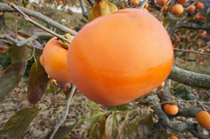 【ふるさと納税】青果市場厳選 「冷蔵」あま柿＜2026年1月から発送開始分先行予約＞【B-211】 サムネイル3