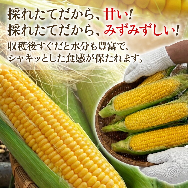 【ふるさと納税】とうもろこし スイートコーン 3kg（6~9本）野菜 コーン スーパースイートコーン 採れたて 糖度20度 【2026年5月下旬頃より順次発送予定】 - 画像3
