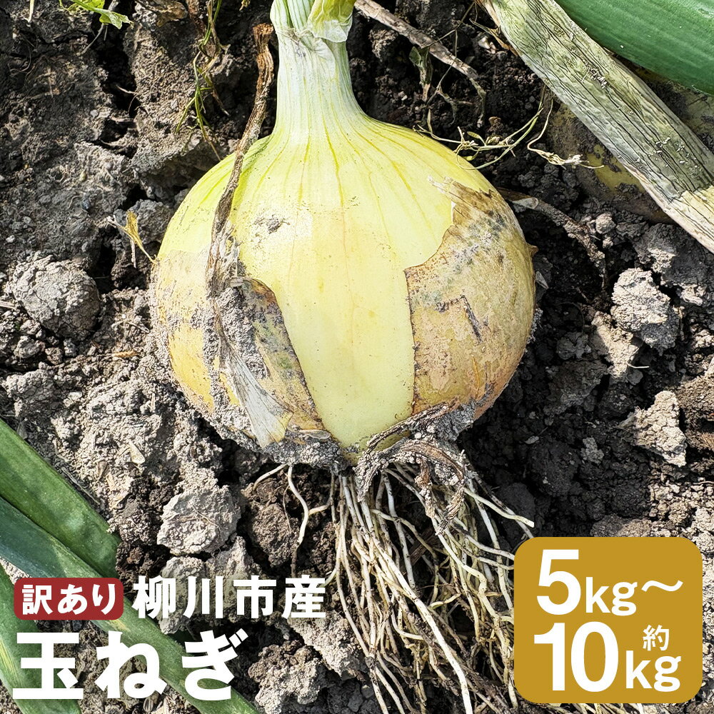 ＜選べる内容量＞【先行予約】【訳あり】たなか農産の柳川産玉ねぎ 約5kg・約10kg 玉葱 タマネギ たまねぎ 野菜 福岡県産 国産 福岡県 柳川市 送料無料 【2026年6月下旬～8月上旬迄順次発送予定】