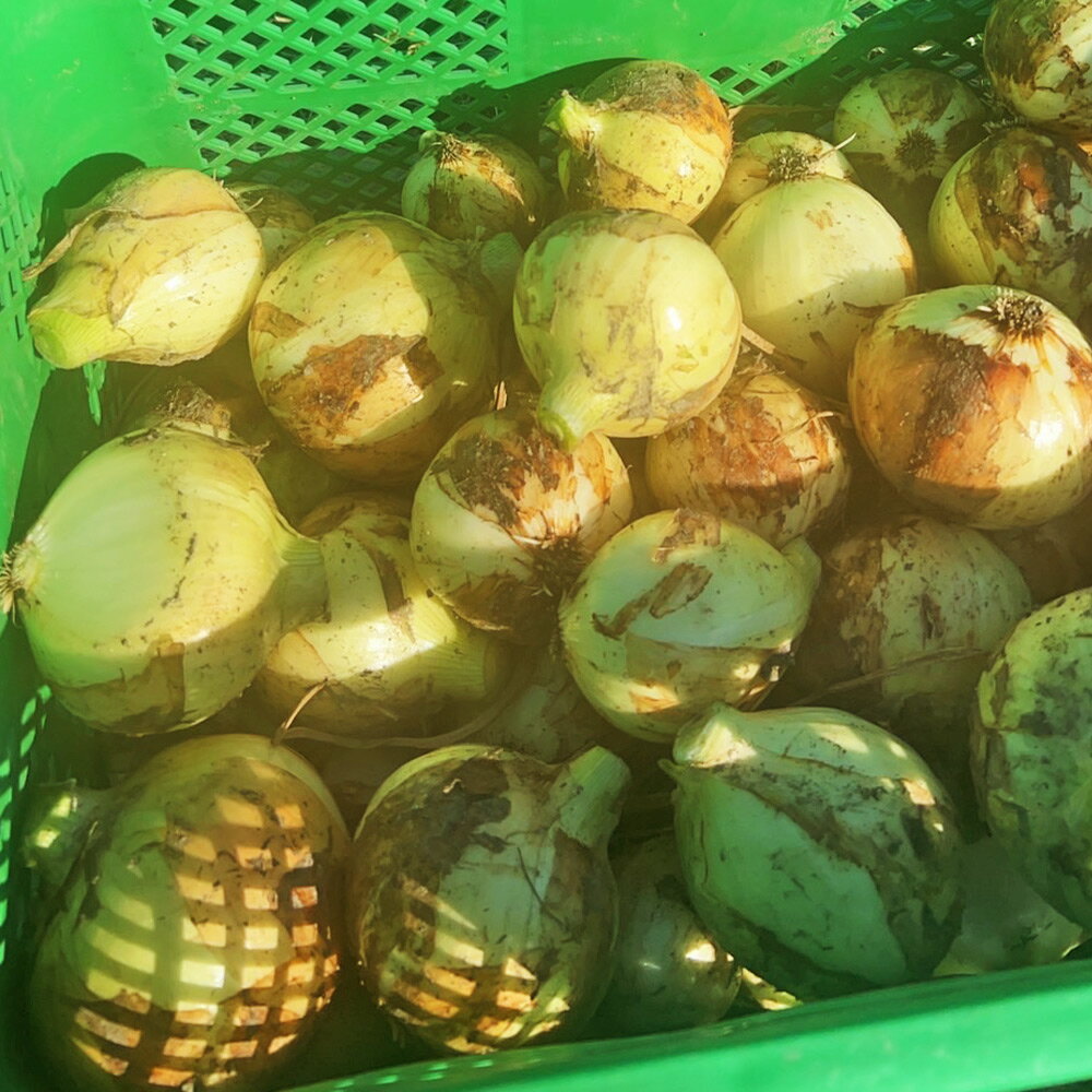 【ふるさと納税】＜選べる内容量＞【先行予約】【訳あり】たなか農産の柳川産玉ねぎ 約5kg・約10kg 玉葱 タマネギ たまねぎ 野菜 福岡県産 国産 福岡県 柳川市 送料無料 【2026年6月下旬～8月上旬迄順次発送予定】 - 画像3