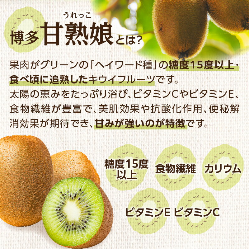 【ふるさと納税】【先行予約 2025年12月発送開始】博多甘熟娘（うれっこ）キウイ約3.6kg｜JAふくおか八女 キウイフルーツ 福岡 高糖度 先行予約 グリーンキウイ ヘイワード種 期間限定 数量限定 デザート サムネイル3