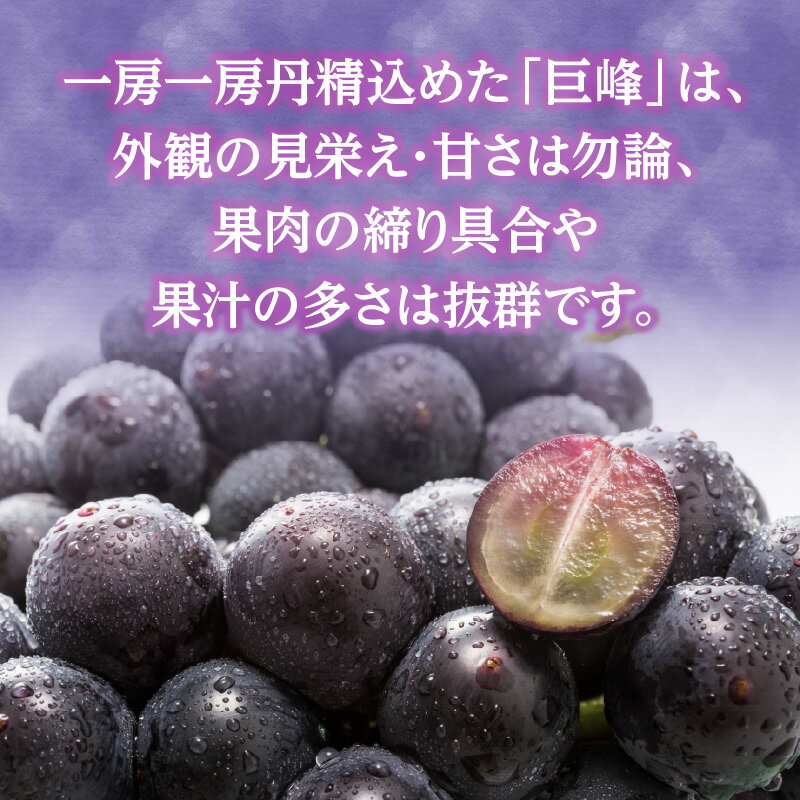 【ふるさと納税】【先行受付】種なし 巨峰 1.4kg（350g×4パック）｜2026年7月上旬〜発送予定 産地直送 朝採れ 種なし 甘い ジューシー 大粒 数量限定 冷蔵 ぶどう ブドウ 葡萄 デザート 果物 フルーツ もぎたて スイーツ 旬 国産 産直 福岡県 八女市 - 画像2