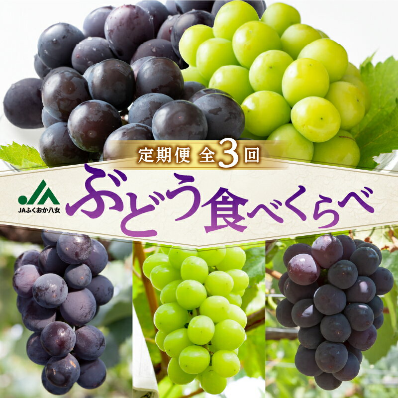 【先行受付】福岡ぶどう定期便【全3回】【JAふくおか】ぶどう食べ比べ便 各1.4kg（種なし巨峰、ピオーネ、シャインマスカット） フルーツ 果物 定期便