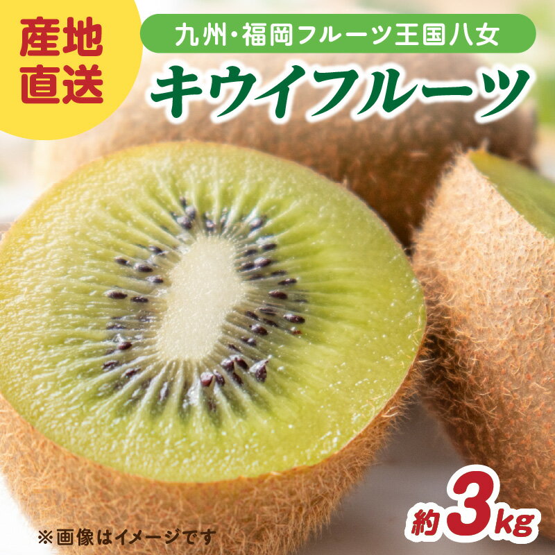 九州・福岡フルーツ王国八女 産地直送キウイフルーツ 約3.0kg【2025年12月発送開始】＜配送不可：北海道・沖縄・離島＞ フルーツ ヘイワード 産地直送 期間限定 福岡県 八女市