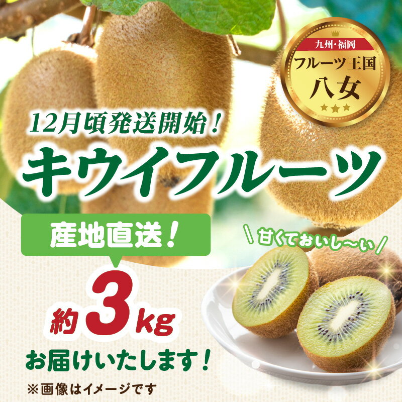 【ふるさと納税】九州・福岡フルーツ王国八女 産地直送キウイフルーツ 約3.0kg【2025年12月発送開始】＜配送不可：北海道・沖縄・離島＞ フルーツ ヘイワード 産地直送 期間限定 福岡県 八女市 サムネイル2