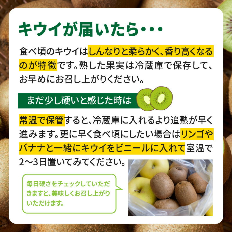 【ふるさと納税】【福岡限定品種】キウイ「甘うぃ」約1.3kg〜約3.0kg【選べる内容量】【先行受付：2025年11月頃発送開始】＜配送不可：北海道・沖縄・離島＞ 先行受付 キウイ キウイフルーツ フルーツ 果物 くだもの 甘い 高糖度 希少 オリジナル品種 新品種 新ブランド サムネイル3