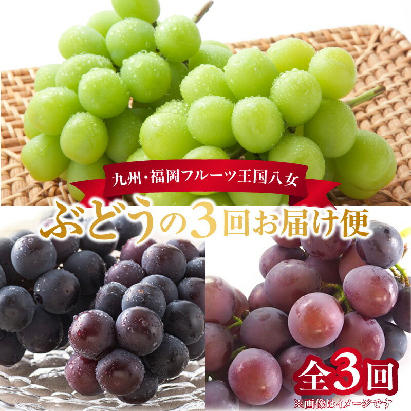 九州・福岡フルーツ王国八女　ぶどう3回お届け便【全3回】＜配送不可：北海道・沖縄・離島＞ ぶどう 葡萄 定期便 合計3回 巨峰 ピオーネ シャインマスカット 家庭用