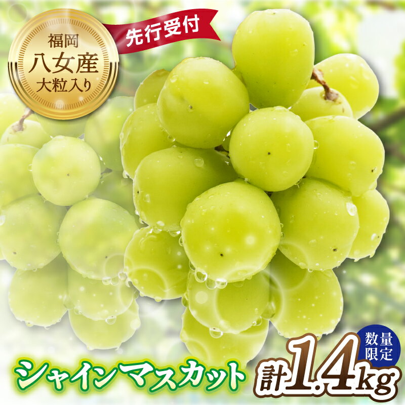 【先行受付】シャインマスカット 大粒 約1.4kg 4房 2026年発送 先行予約 数量限定 高糖度 厳選 果物 くだもの フルーツ ぶどう 葡萄 ジューシー 種なし 冷蔵 九州 福岡県 八女市
