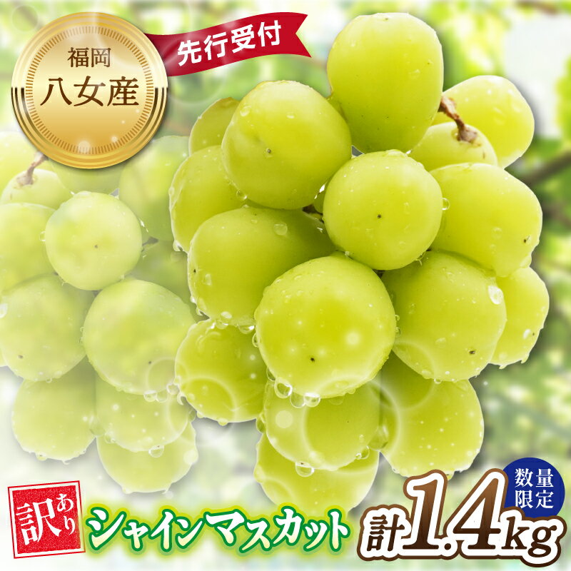 【先行受付】【訳あり】シャインマスカット 2026年発送 期間限定 数量限定 約1.4kg 自宅用 果物 くだもの フルーツ ぶどう 葡萄 ジューシー 種なし 冷蔵 九州 福岡県 八女市