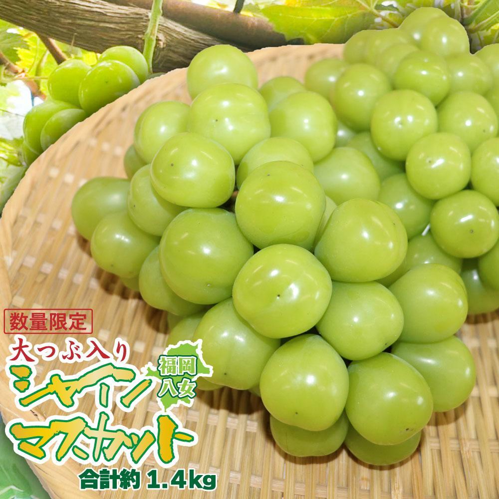 【先行受付】シャインマスカット 大粒 約1.4kg 4房 2026年発送 先行予約 数量限定 高糖度 厳選 果物 くだもの フルーツ ぶどう 葡萄 ジューシー 種なし 冷蔵 九州 福岡県 八女市