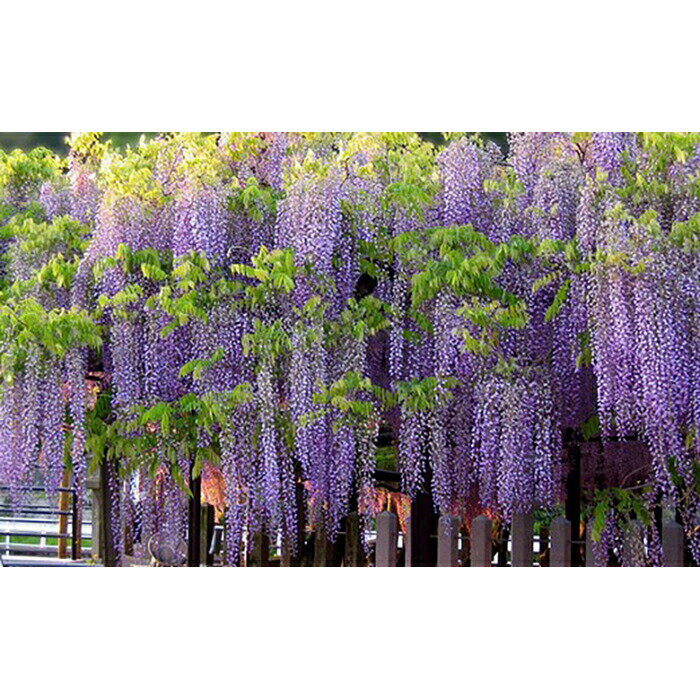 【ふるさと納税】芋焼酎 素素人(ソスト) 900ml×2 【藤の花から採取した酵母使用】 数量限定 芋焼酎 焼酎 サムネイル3