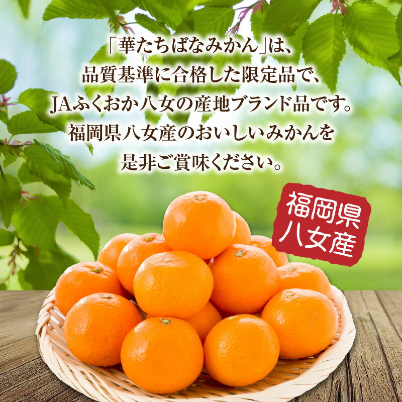 【ふるさと納税】【先行予約 2025年12月発送開始】華たちばなみかん 約5kg 蜜柑 ミカン 秀品 福岡 果物 フルーツ 先行予約 家庭用 自宅用 送料無料 数量限定 期間限定 サムネイル3