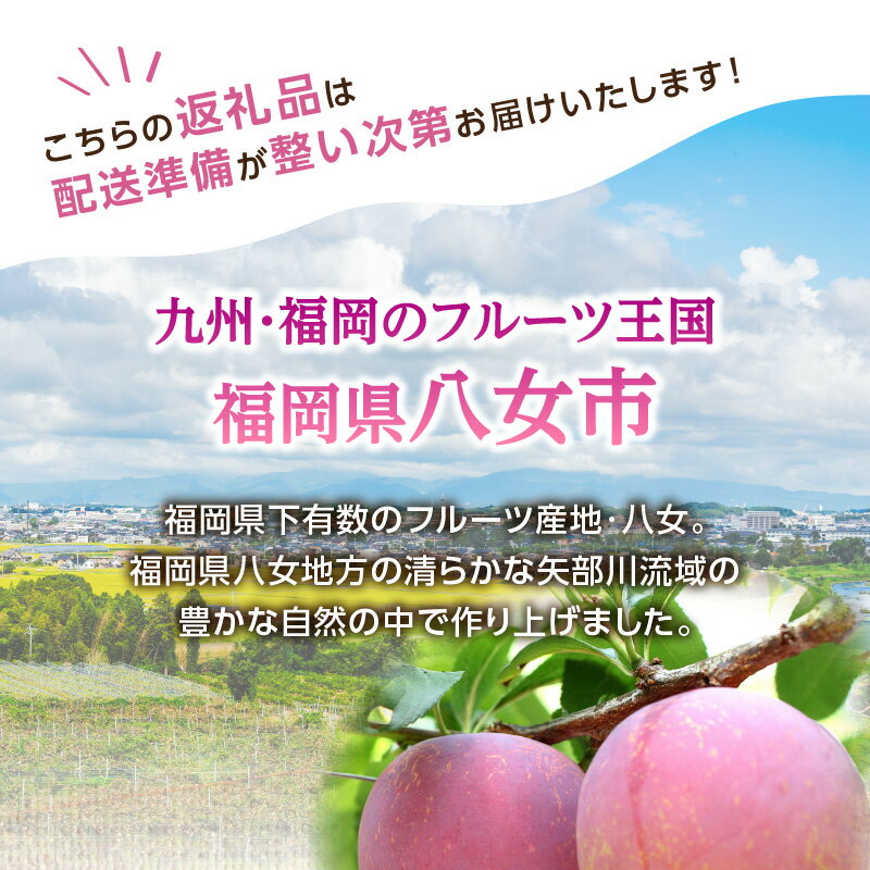 【ふるさと納税】【アフター保証】＜福岡のスモモ＞貴陽【1.2kg】【JAふくおか八女】※7月上旬〜発送予定 すもも フルーツ 産地直送 高糖度 糖度18度 美味しい 濃厚 甘酸っぱい 旬 先行予約 数量限定 期間限定 クール便 冷蔵配送 サムネイル2