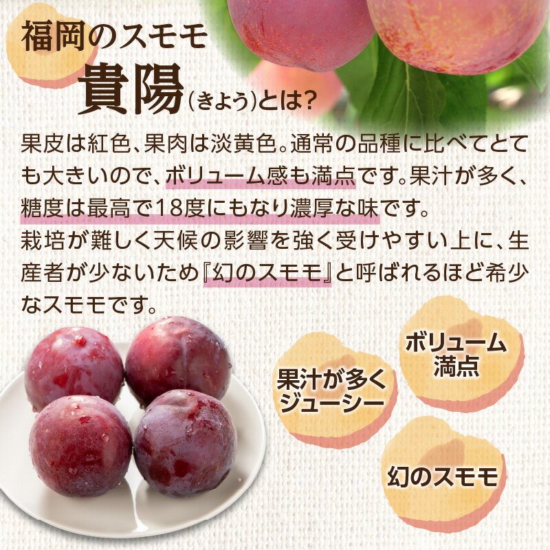 【ふるさと納税】【アフター保証】＜福岡のスモモ＞貴陽【1.2kg】【JAふくおか八女】※7月上旬〜発送予定 すもも フルーツ 産地直送 高糖度 糖度18度 美味しい 濃厚 甘酸っぱい 旬 先行予約 数量限定 期間限定 クール便 冷蔵配送 サムネイル3