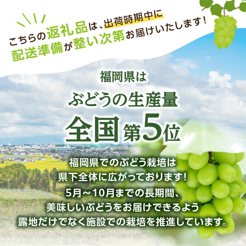 【ふるさと納税】【先行受付】シャインマスカット 贅沢たっぷり 4房 1.4kg 糖度18度以上 350g×4パック 【JAふくおか八女】ぶどう 葡萄 フルーツ 種なし 皮ごと食べられる 甘い 産地直送 品質保証 数量限定 旬 福岡 八女 9月上旬〜発送予定 - 画像3