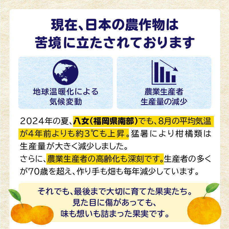【ふるさと納税】【訳あり】もったいな果シリーズ 不知火 缶詰 5号缶×12缶 セット 国産 しらぬい みかん 蜜柑 ミカン デザート フルーツ缶詰 保存食 非常食 防災 備蓄食 かんづめ フルーツ 果物 身割れ まとめ買い サムネイル2