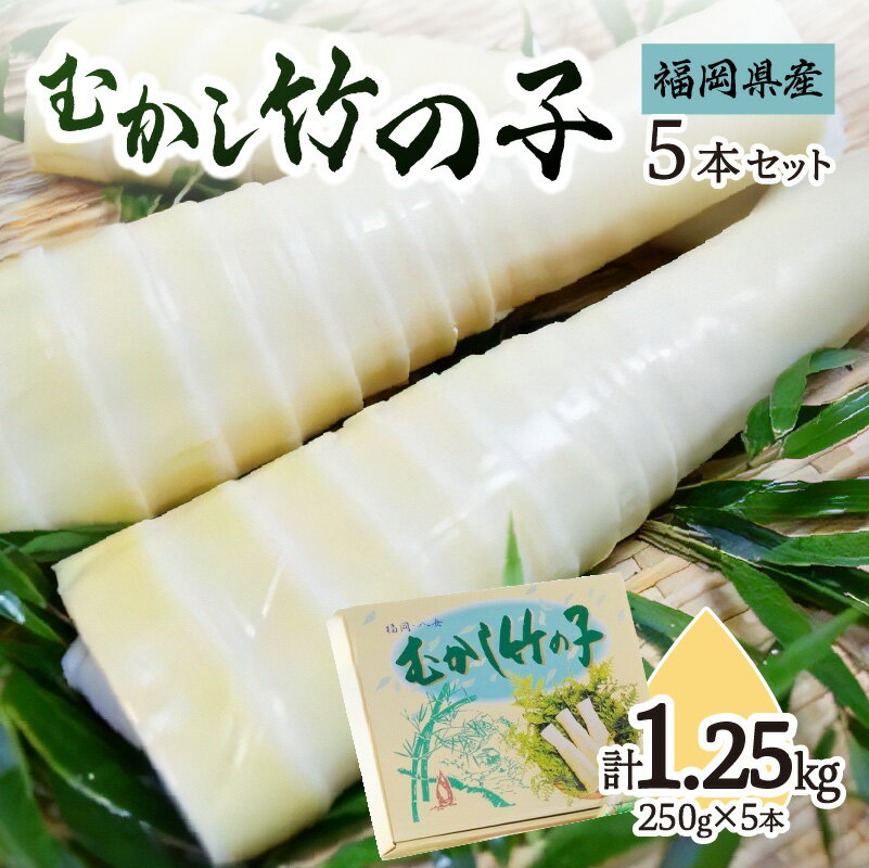 むかし竹の子 250g×5本セット｜【出荷時期】2026年5月以降 たけのこ 筍 タケノコ 旬 福岡県 八女市