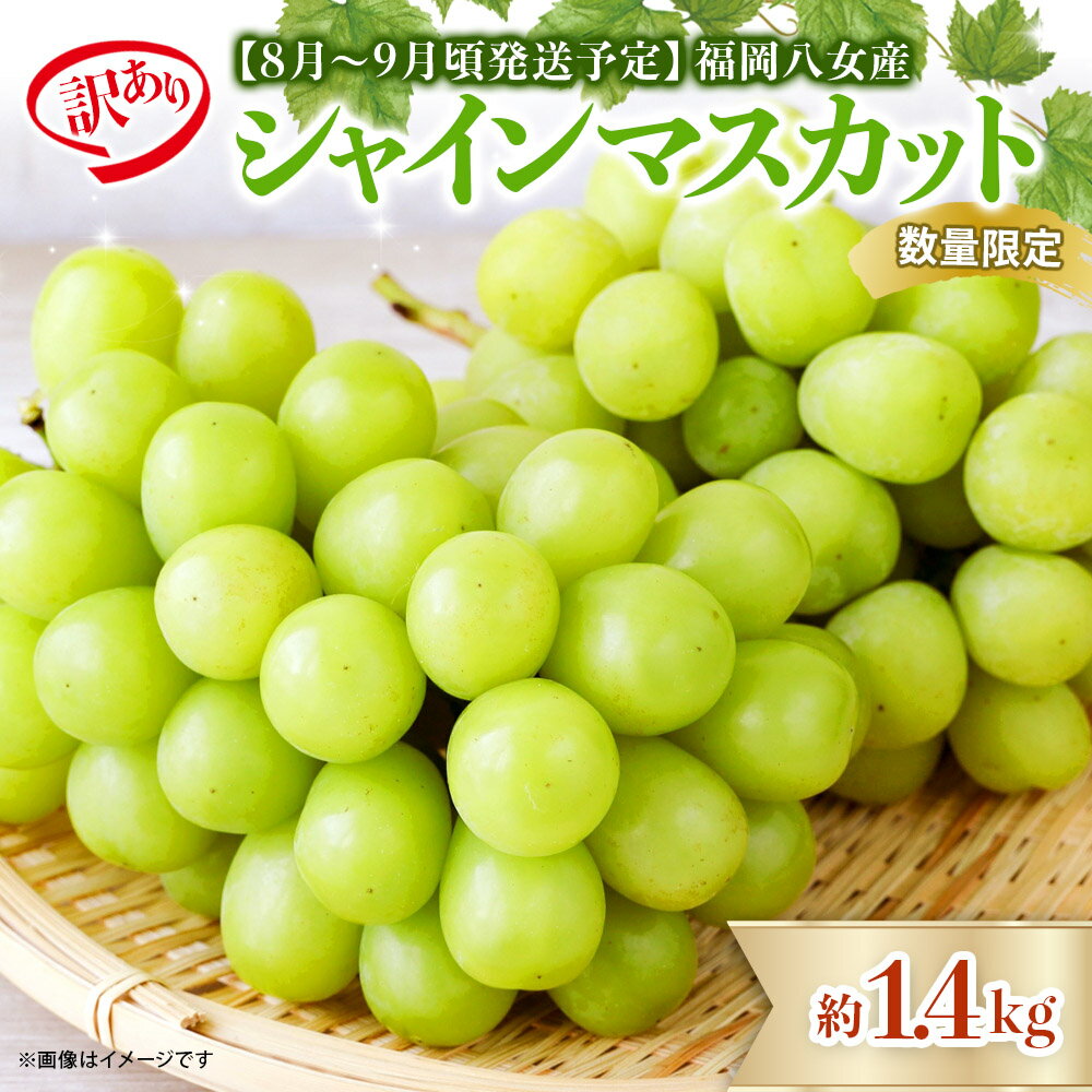 【先行受付】【訳あり】シャインマスカット 2026年発送 期間限定 数量限定 約1.4kg 自宅用 果物 くだもの フルーツ ぶどう 葡萄 ジューシー 種なし 冷蔵 九州 福岡県 八女市