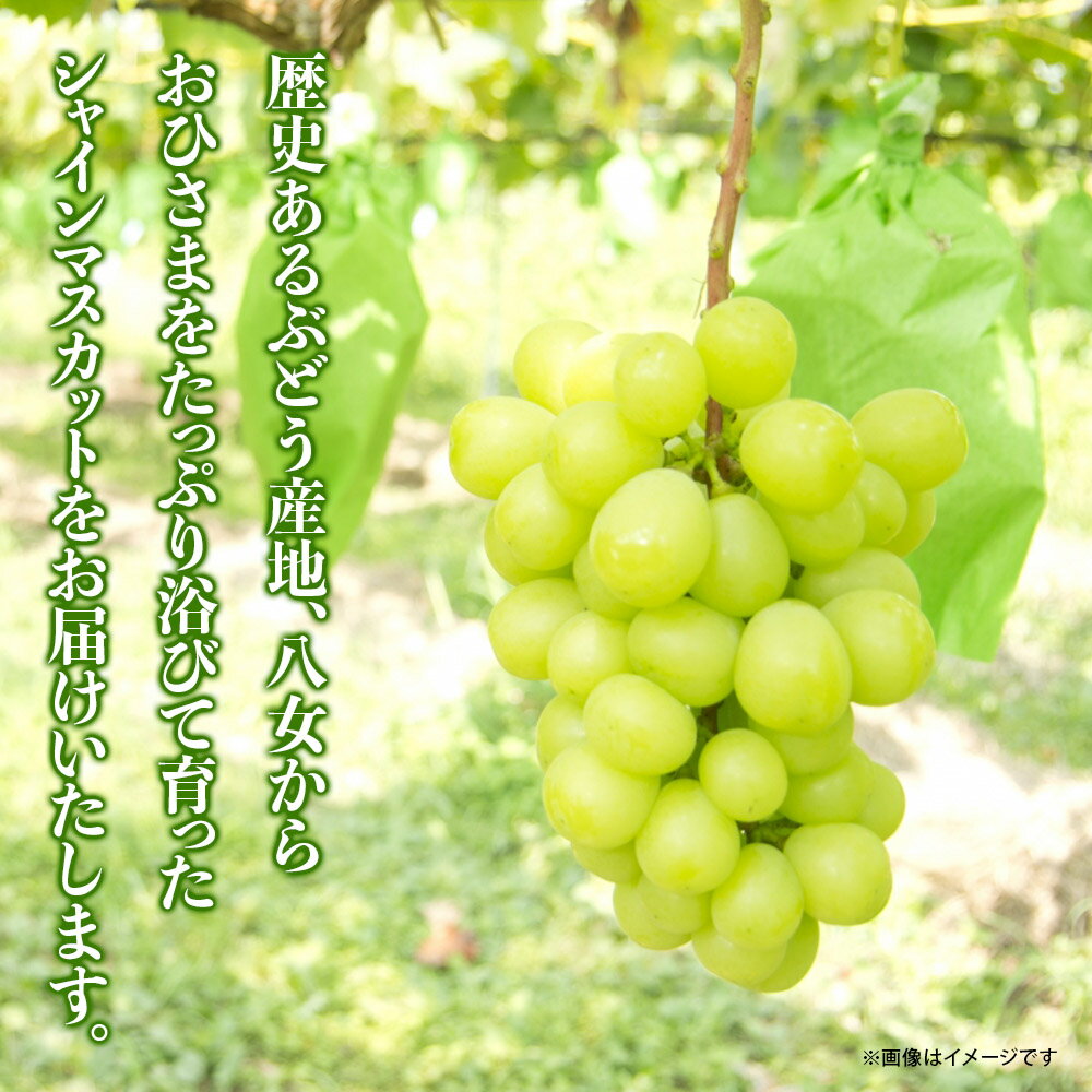 【ふるさと納税】【先行受付】【訳あり】シャインマスカット 2026年発送 期間限定 数量限定 約1.4kg 自宅用 果物 くだもの フルーツ ぶどう 葡萄 ジューシー 種なし 冷蔵 九州 福岡県 八女市 - 画像2