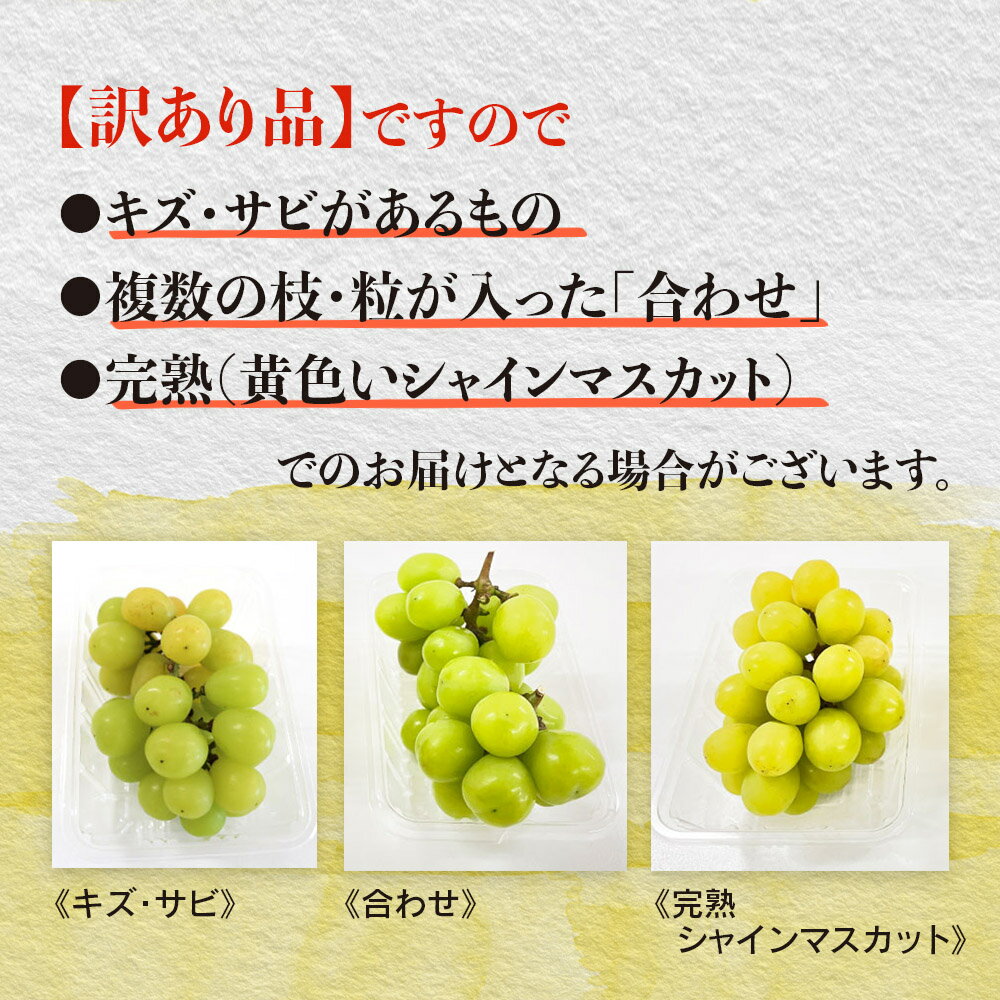 【ふるさと納税】【先行受付】【訳あり】シャインマスカット 2026年発送 期間限定 数量限定 約1.4kg 自宅用 果物 くだもの フルーツ ぶどう 葡萄 ジューシー 種なし 冷蔵 九州 福岡県 八女市 - 画像3
