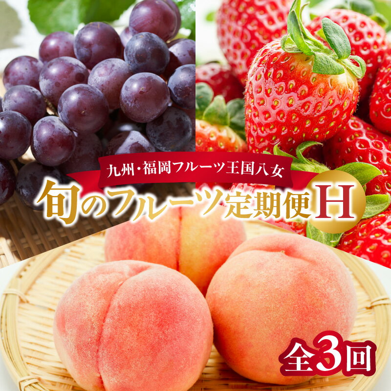 九州・福岡フルーツ王国八女　旬のフルーツ定期便【全3回】 H ＜配送不可：北海道・沖縄・離島＞ あまおう もも いちご 苺 桃 ぶどう 果物 先行予約 福岡県 フルーツ 定期便