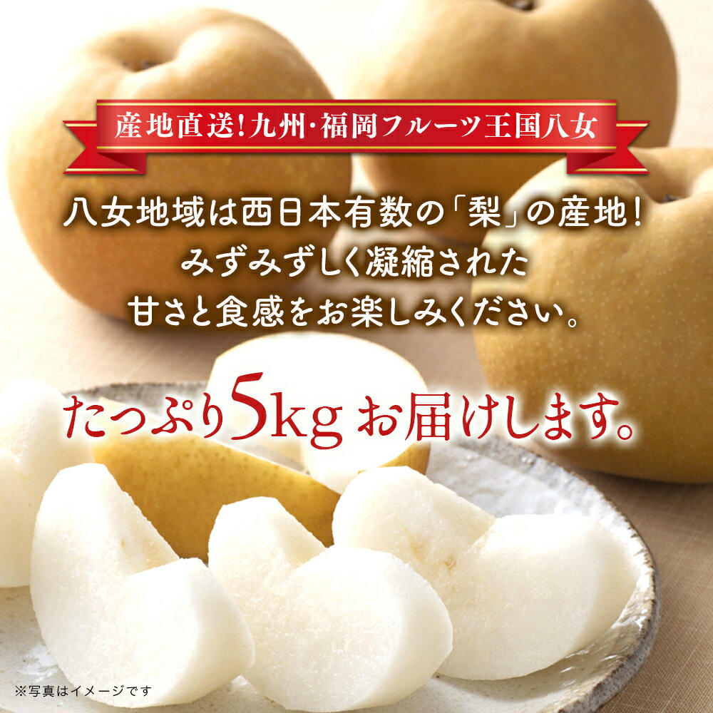 【ふるさと納税】産地直送！ 梨(豊水) 約5kg 【2026年8～9月発送】九州・福岡フルーツ王国八女 ＜配送不可：北海道・沖縄・離島＞ なし ナシ 果物 フルーツ 先行予約 デザート 旬 新鮮 甘い 甘み ジューシー みずみずしい 果汁 国産 季節限定 冷蔵配送 数量限定 秋の味覚 サムネイル3