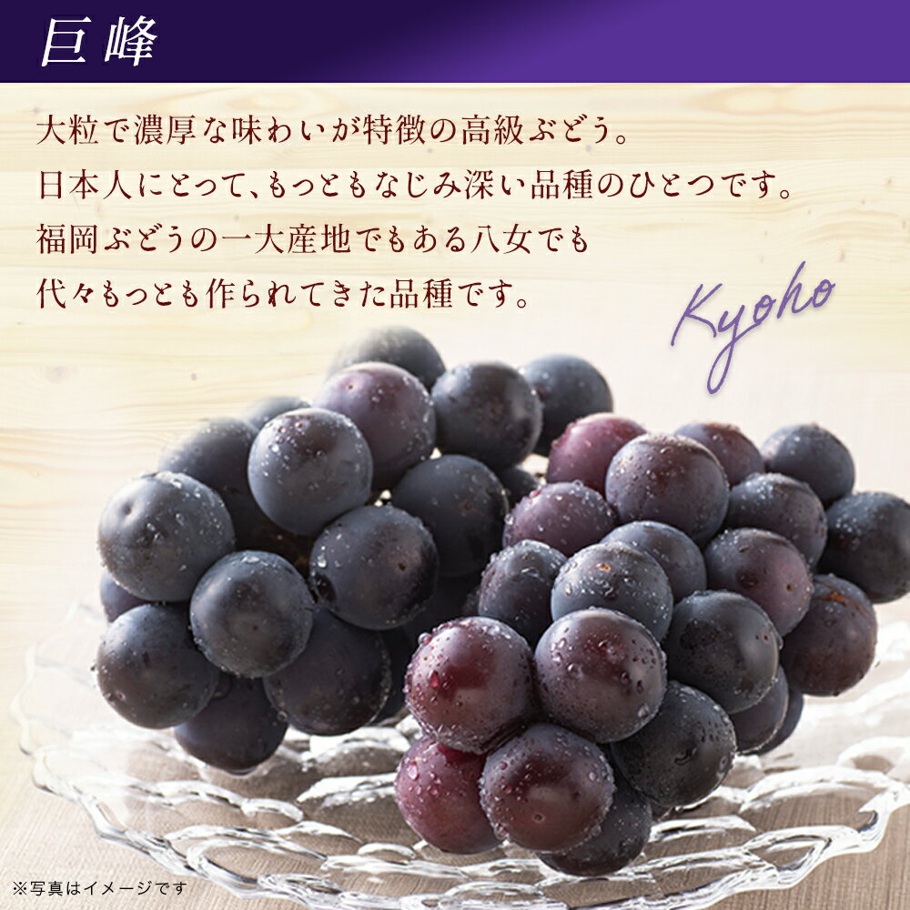 【ふるさと納税】九州・福岡フルーツ王国八女　ぶどう3回お届け便【全3回】＜配送不可：北海道・沖縄・離島＞ ぶどう 葡萄 定期便 合計3回 巨峰 ピオーネ シャインマスカット 家庭用 サムネイル3