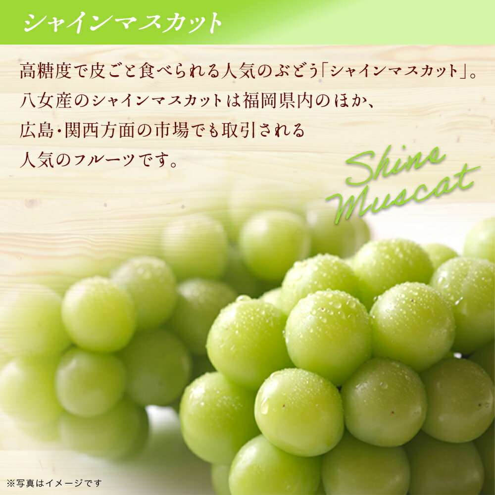 【ふるさと納税】 【先行受付】シャインマスカット 大粒 約1.4kg 4房 2026年発送 先行予約 数量限定 高糖度 厳選 果物 くだもの フルーツ ぶどう 葡萄 ジューシー 種なし 冷蔵 九州 福岡県 八女市 - 画像3