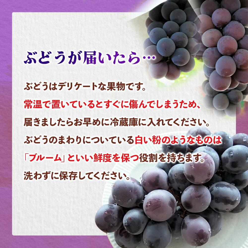 【ふるさと納税】【先行受付】【2026年7月〜8月発送予定】九州・福岡フルーツ王国八女から直送！巨峰［ぶどう］4パック（約1.2kg）＜配送不可：北海道・沖縄・離島＞ 巨峰 ブドウ フルーツ デザート 旬 果物 直送 果汁 みずみずしい 福岡県 八女市 サムネイル3
