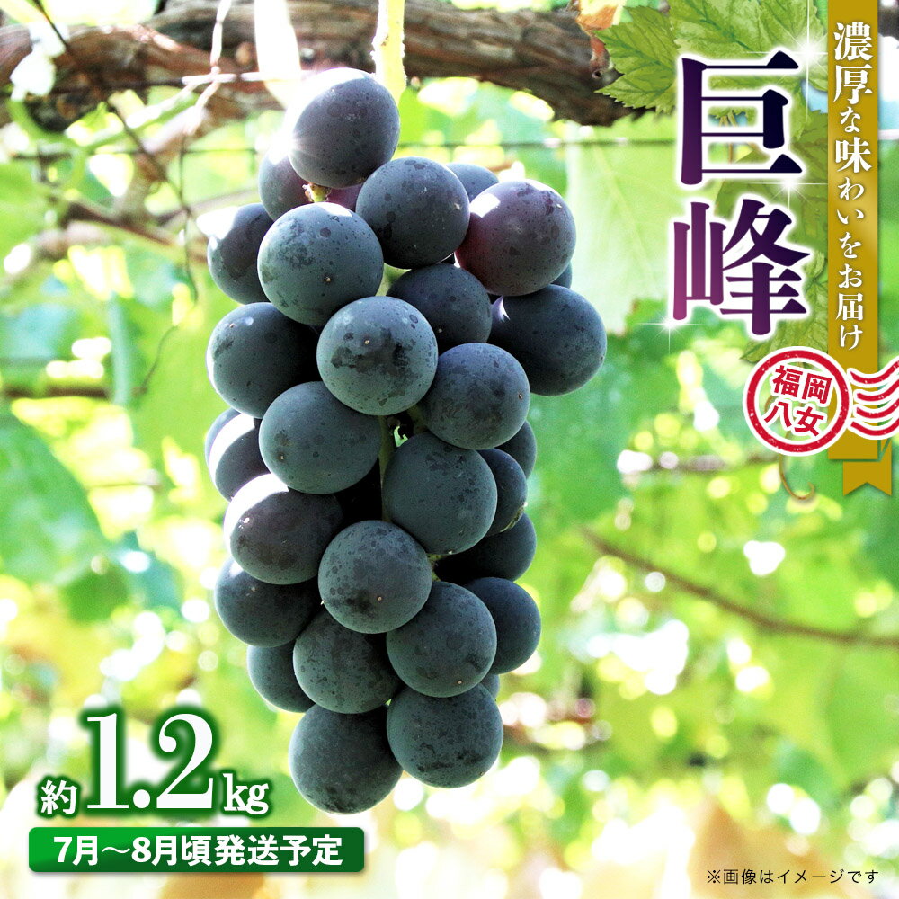 【先行受付】【2026年7月〜8月発送予定】九州・福岡フルーツ王国八女から直送！巨峰［ぶどう］4パック（約1.2kg）＜配送不可：北海道・沖縄・離島＞ 巨峰 ブドウ フルーツ デザート 旬 果物 直送 果汁 みずみずしい 福岡県 八女市