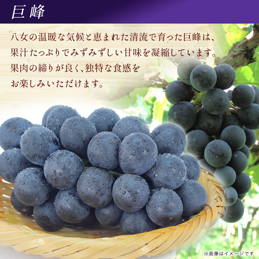 【ふるさと納税】【先行受付】【2026年7月〜8月発送予定】九州・福岡フルーツ王国八女から直送！巨峰［ぶどう］4パック（約1.2kg）＜配送不可：北海道・沖縄・離島＞ 巨峰 ブドウ フルーツ デザート 旬 果物 直送 果汁 みずみずしい 福岡県 八女市 サムネイル2