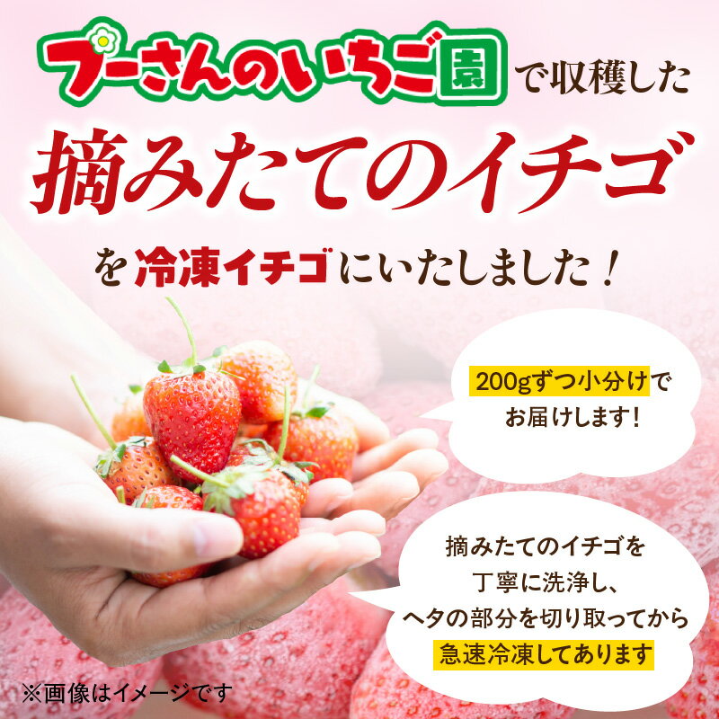 【ふるさと納税】【急速冷凍イチゴ】食べ比べセット★グラニュー糖（なし）★ いちご 苺 イチゴ 冷凍 真空 ジャム スムージー 摘みたて サムネイル2