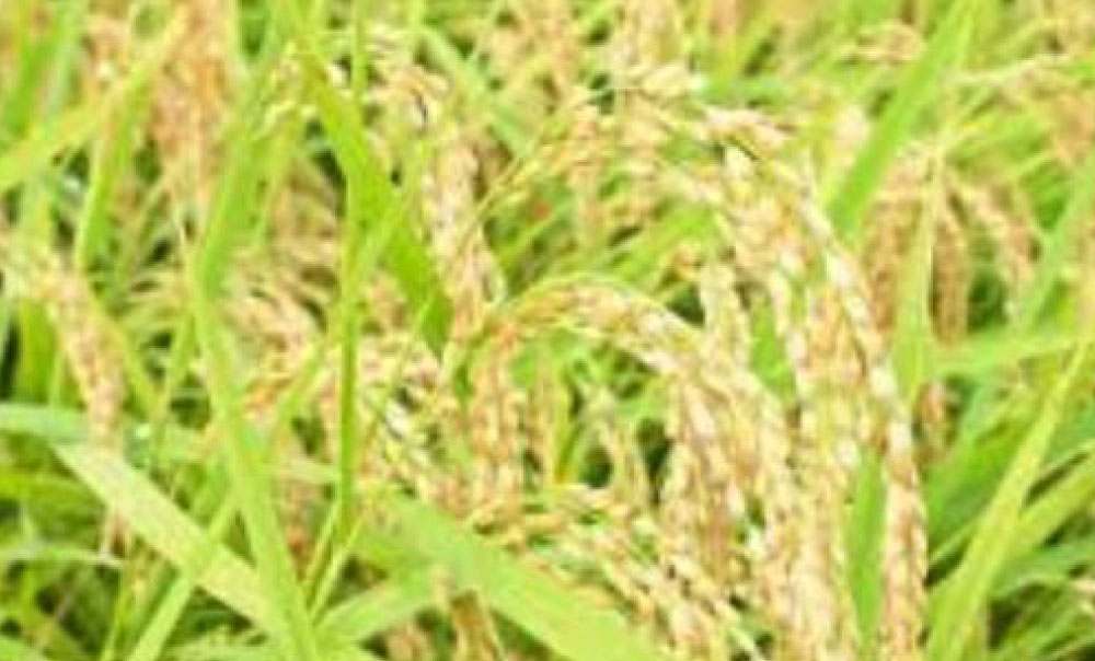 【ふるさと納税】フタエさんのお米 元気つくし 玄米 5kg 米 お米 うるち米 福岡県産 九州産 送料無料 - 画像3