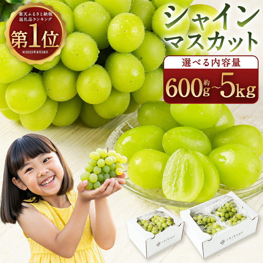【選べる配送月/内容量】農園直送 シャインマスカット 約1.2kg/約1.8kg/約2.4kg/約5kg 12000円 ～ 45000円 1万2千円 ～ 4万5000円 フルーツ 果物 葡萄 ぶどう 種なし 福岡県産【2026年8月上旬～10月上旬に順次発送予定】