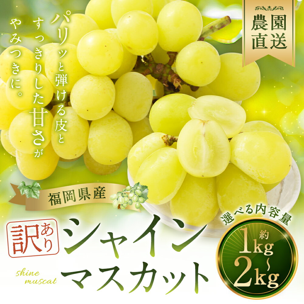 【ふるさと納税】【選べる配送月】【訳あり】農園直送 シャインマスカット 約1kg/約2kg 選べる内容量 ご家庭用フルーツ 果物 葡萄 ぶどう 種なし 福岡県産 九州産 送料無料【2026年8月上旬～10月上旬に順次発送予定】 - 画像2