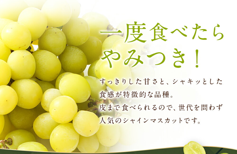 【ふるさと納税】【選べる配送月】【訳あり】農園直送 シャインマスカット 約1kg/約2kg 選べる内容量 ご家庭用フルーツ 果物 葡萄 ぶどう 種なし 福岡県産 九州産 送料無料【2026年8月上旬～10月上旬に順次発送予定】 - 画像3