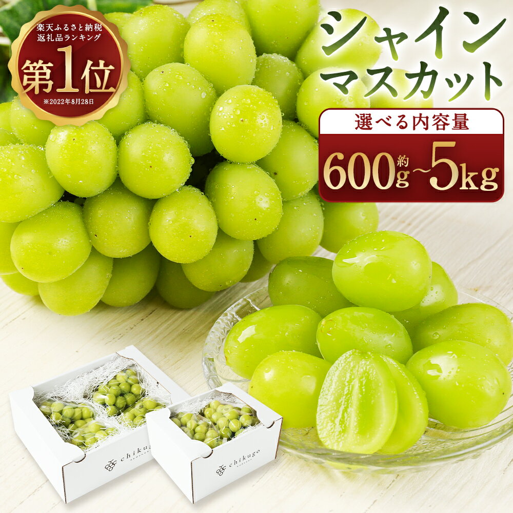 シャインマスカット 農園直送｜収穫当日発送・アフター保証｜選べる配送月/内容量 1.2kg / 1.8kg / 2.4kg / 5kg【2026年8月上旬～10月上旬】福岡県産 フルーツ ぶどう 12000円 ～ 45000円 1万2千円 ～ 4万5000円