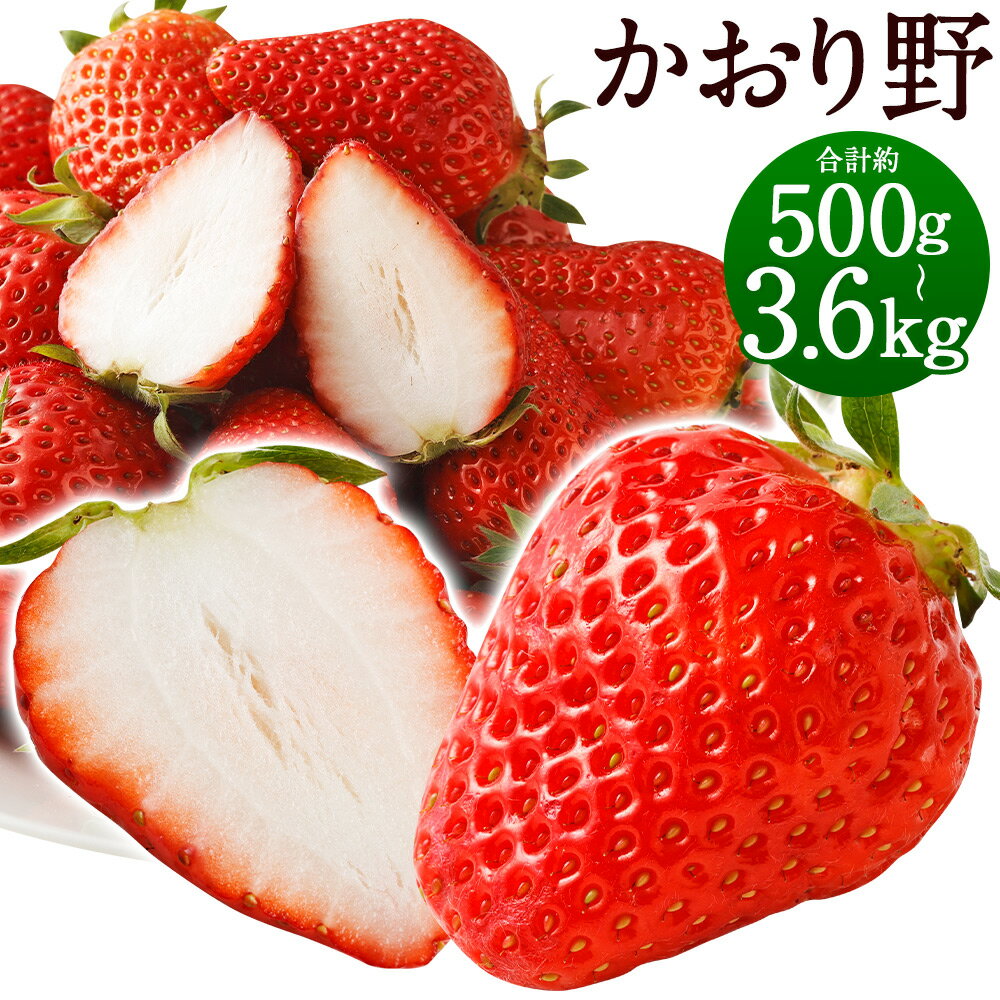 いちご かおり野 プレミアム 約500g （化粧箱入り） / 約600g / 約1.2kg / 約2.4kg / 約3.6kg ＜選べる内容量1パック約300g＞ 1箱 2箱 3箱 福岡県産 九州産 送料無料【2025年12月下旬～2026年3月下旬まで順次発送予定】