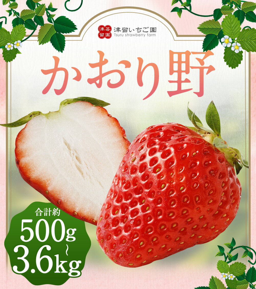 【ふるさと納税】いちご かおり野 プレミアム 約500g （化粧箱入り） / 約600g / 約1.2kg / 約2.4kg / 約3.6kg ＜選べる内容量1パック約300g＞ 1箱 2箱 3箱 福岡県産 九州産 送料無料【2025年12月下旬～2026年3月下旬まで順次発送予定】 サムネイル2