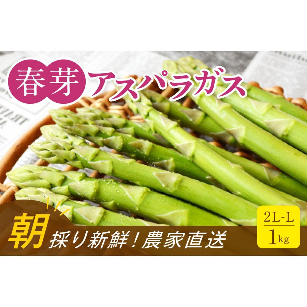 【朝採り直送】春芽アスパラガス 1kg (2L-Lサイズ) 福岡県産 2026年 | 福岡県 大川市 ふるさと納税 ふるさと 納税 お取り寄せグルメ 取り寄せ グルメ 野菜 アスパラガス