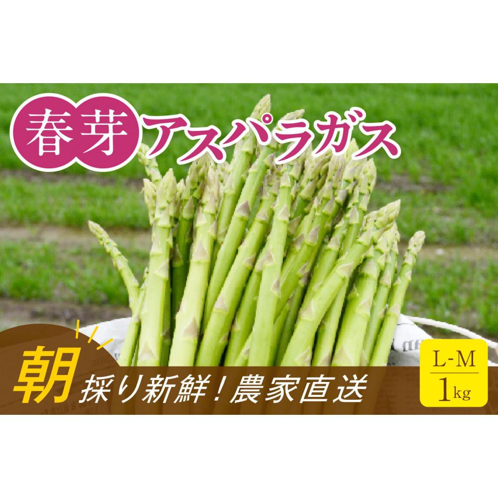 【朝採り直送】春芽アスパラガス 1kg (L-Mサイズ) 福岡県産 2026年 | 福岡県 大川市 ふるさと納税 ふるさと 納税 お取り寄せグルメ 取り寄せ グルメ 野菜 アスパラガス