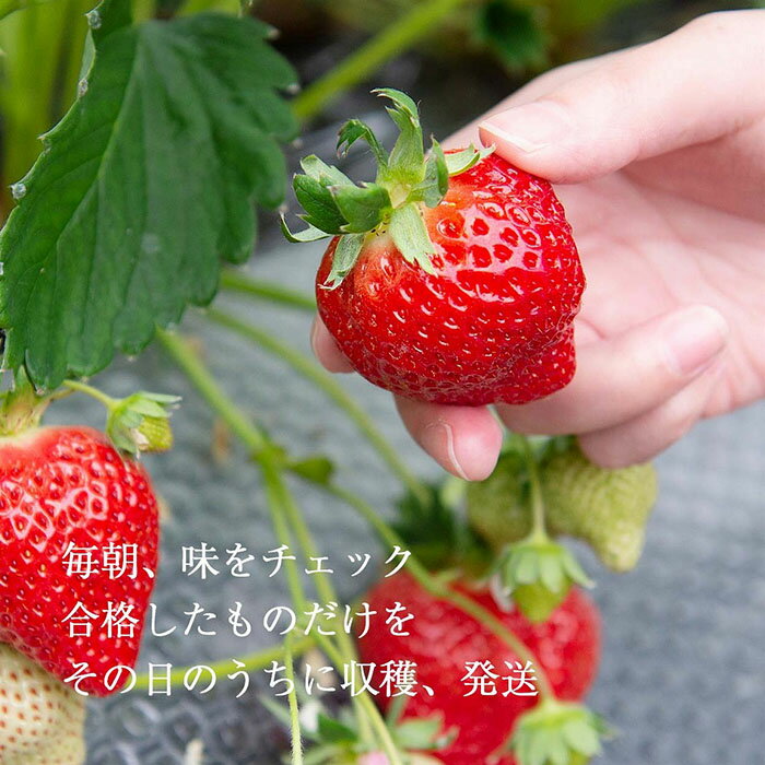 【ふるさと納税】【2026年1月～4月出荷分予約販売】★身近な人間関係のお祝いに★「完熟あまおう」3L～4Lミックス詰め合わせ 900g入り | いちご 完熟 あまおう 苺 ストロベリー 大粒 900g 産地直送 産直 フルーツ 果物 くだもの 高級 ギフト 福岡県 大川市 サムネイル2