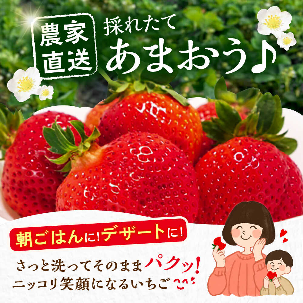 【ふるさと納税】【先行予約】【1月発送】 あまおう 贈答用 エクセレント 430g以上×1箱 《豊前市》【内藤農園】果物 いちご[VAB009] 12000 12000円 サムネイル2
