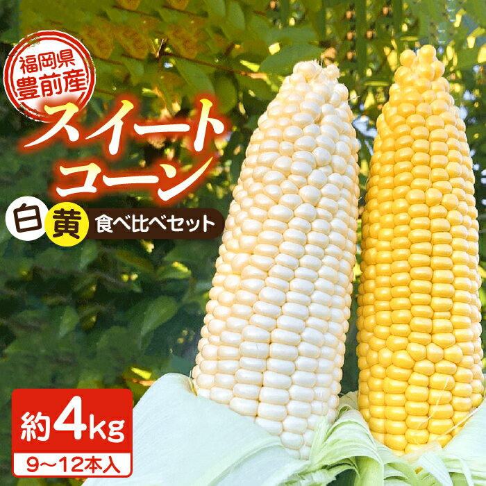 【先行予約受付 2026年6月頃より順次発送】【冷蔵配送】農家直送 朝どれ スイートコーン 白 黄 食べ比べ セット 約4kg （9〜12本入り）《豊前市【湯越農園】 野菜 コーン [VBC002] 13000 13000円